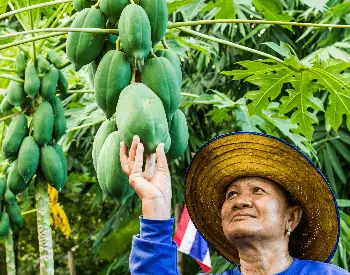 Proses panen buah pepaya yang matang dan berkualitas