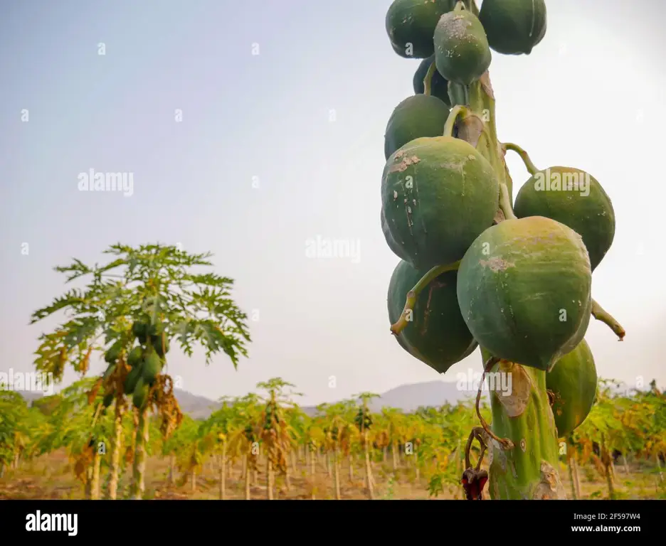 Gambar petani mengikat buah pepaya ke cabang pohon