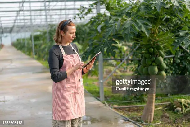 Petani memeriksa pertumbuhan tanaman pepaya