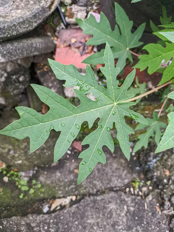 Gambar berbagai varietas daun pepaya