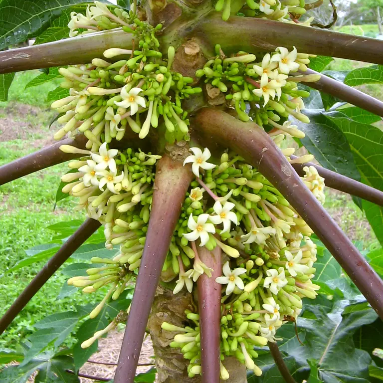 Gambar bunga pohon pepaya