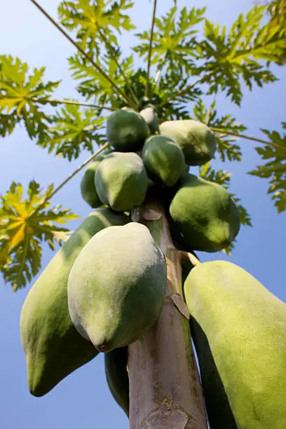 Gambar buah pepaya matang di pohon