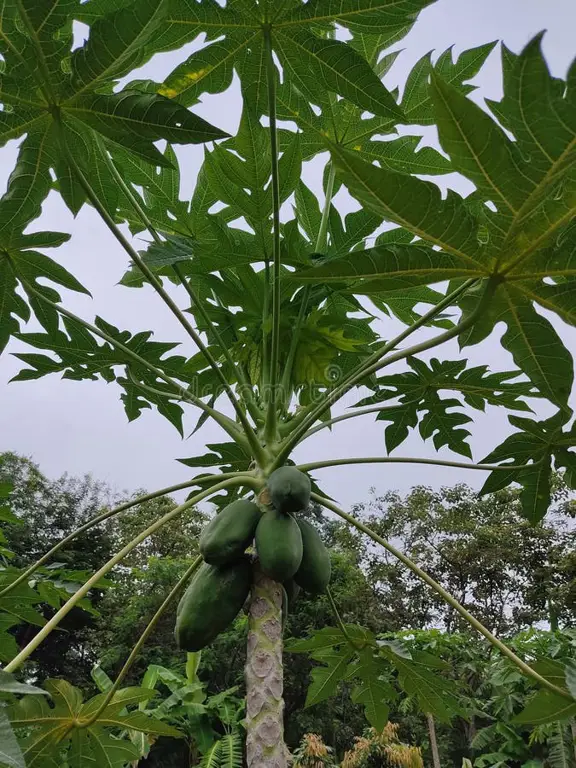 Daun dan buah pepaya