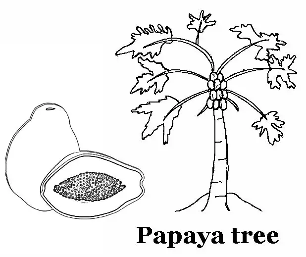 Koleksi gambar mewarnai buah pepaya untuk anak-anak