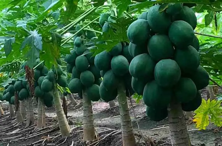 Petani merawat tanaman pepaya madu