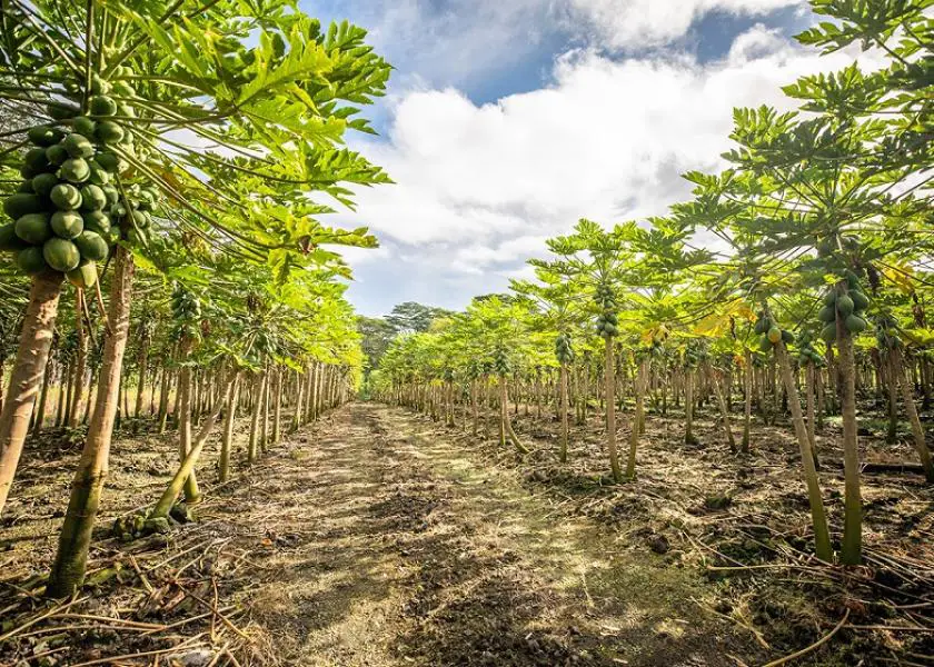 Petani pepaya sedang bekerja di ladang