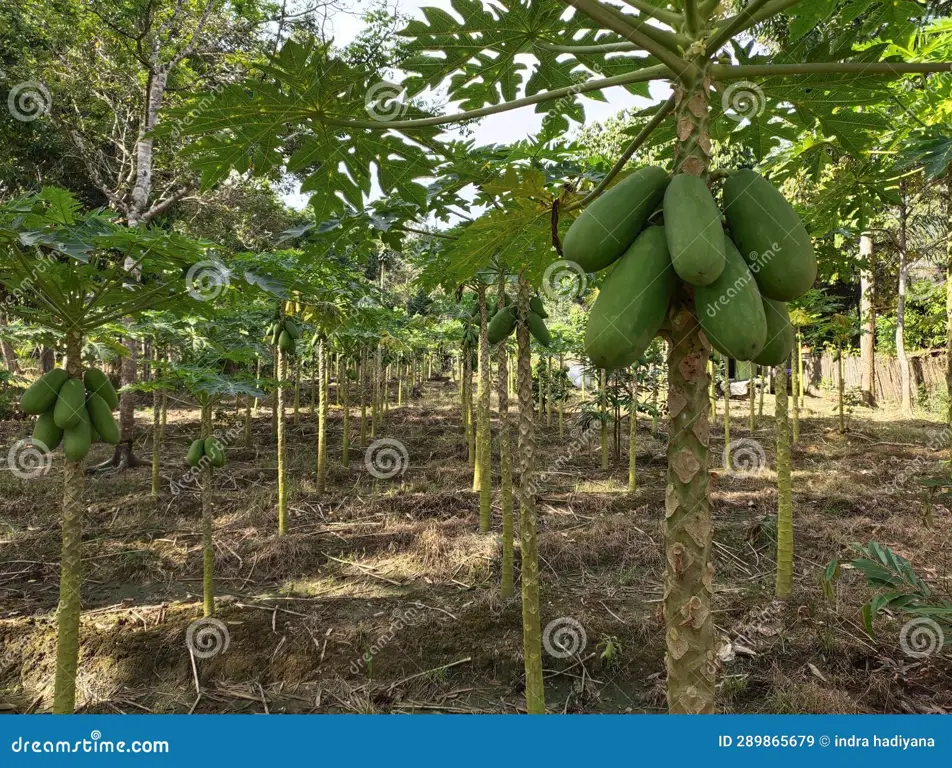 Kebun pepaya California yang luas dan terawat