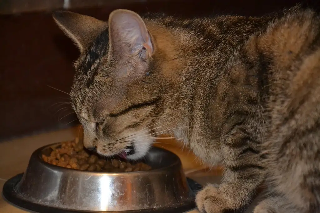 kucing makan pepaya