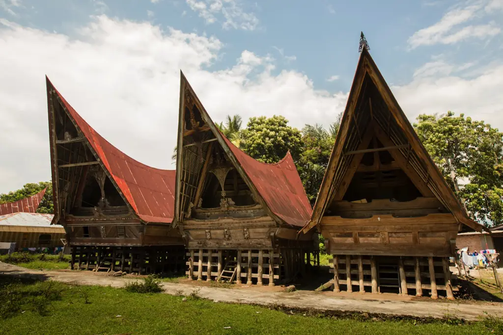 Pohon pepaya di halaman belakang rumah tradisional di Indonesia