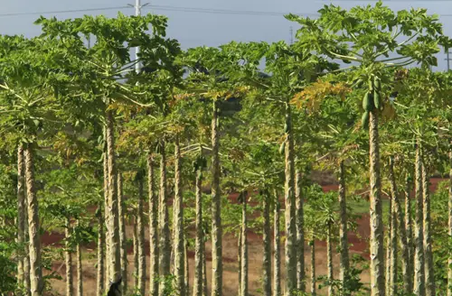 Perkebunan pepaya yang menunjukkan berbagai tanaman pepaya dengan buah yang berbeda ukuran dan warna