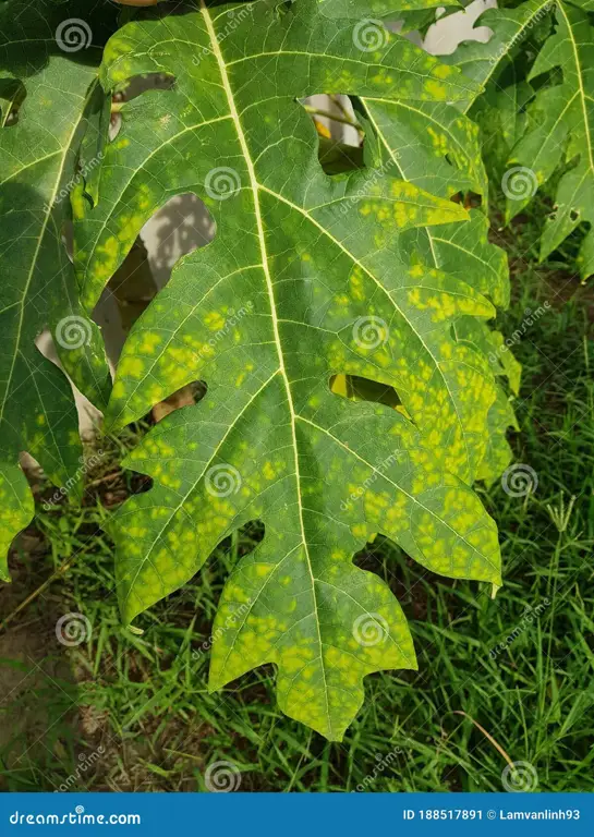 Gambar daun pepaya terserang tungau