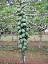 Gambar tanaman pepaya sehat di kebun