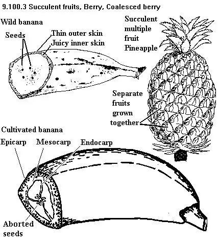 Diagram sistem perakaran pepaya