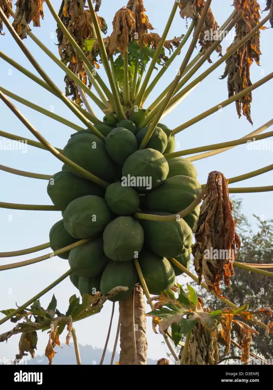 Buah pepaya matang di pohon