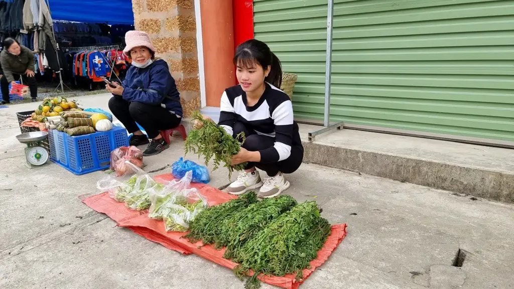 Petani sedang memanen pepaya