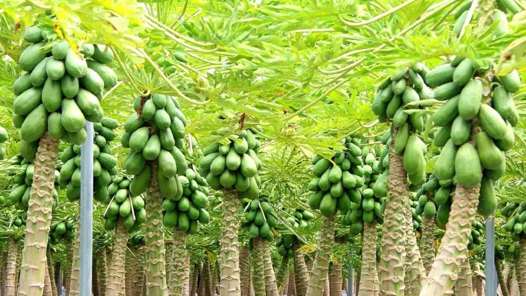 Petani sedang merawat tanaman pepaya di kebun