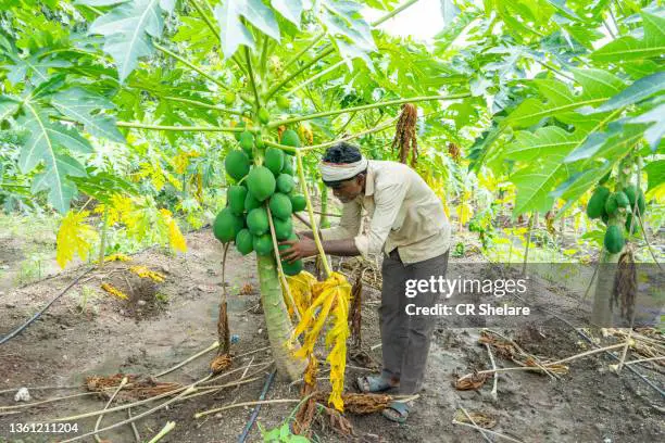 Petani pepaya sedang bekerja di ladang