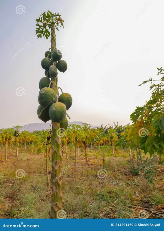 Pemandangan kebun pepaya