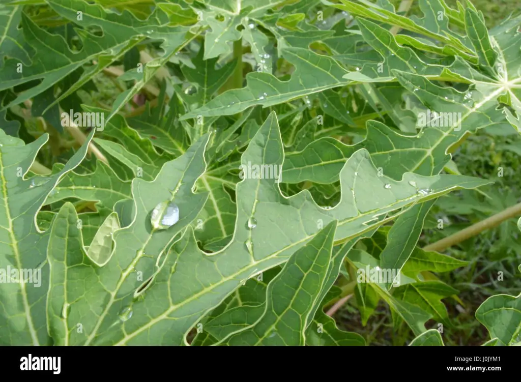 pohon pepaya termasuk dikotil atau monokotil