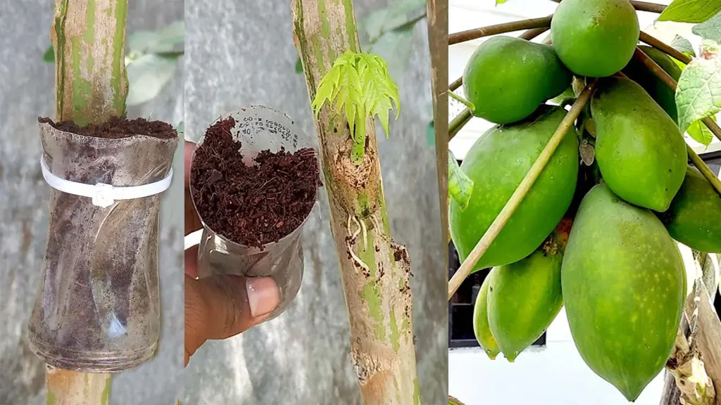 Teknik penyambungan batang pepaya