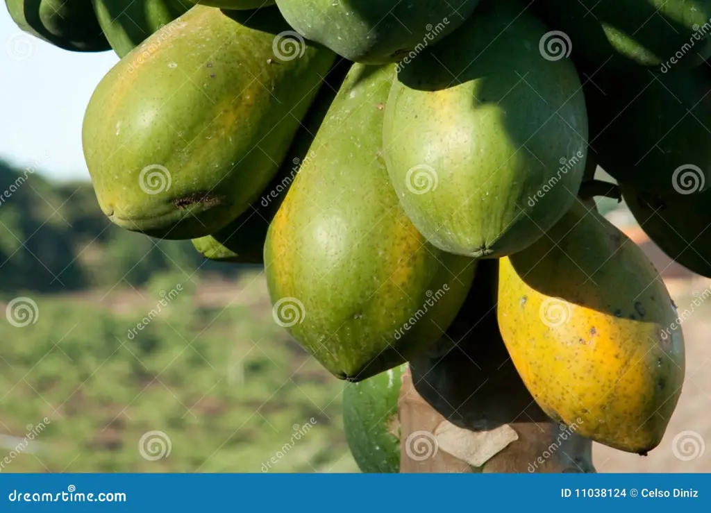 Buah pepaya yang masak di pohon