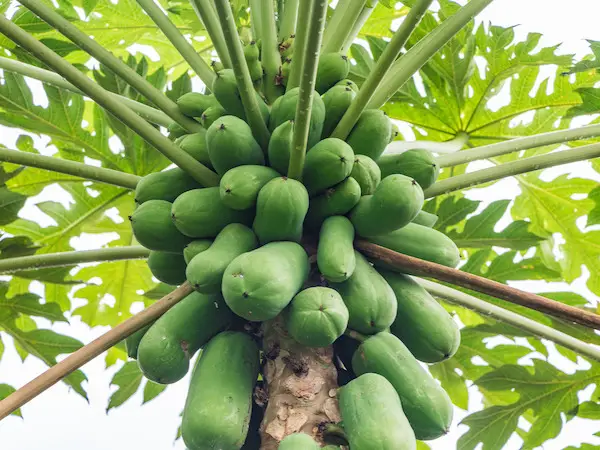 Proses pematangan buah pepaya dari hijau hingga kuning