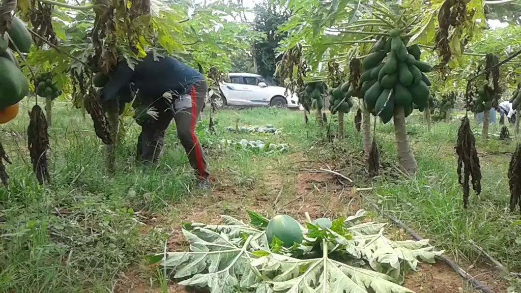 Gambar petani yang sedang memanen pepaya dengan gembira