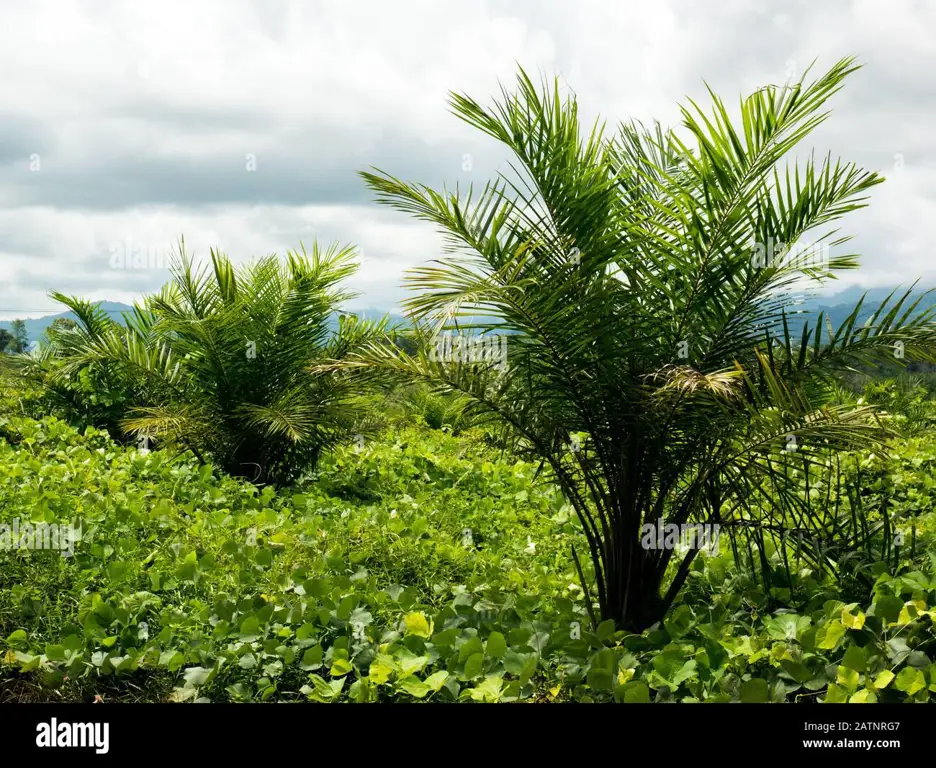 Gambar perkebunan kelapa sawit di Indonesia