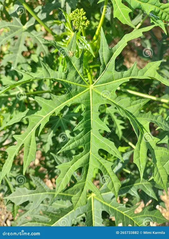 Daun pepaya jepang segar