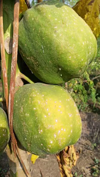 terlalu banyak makan pepaya