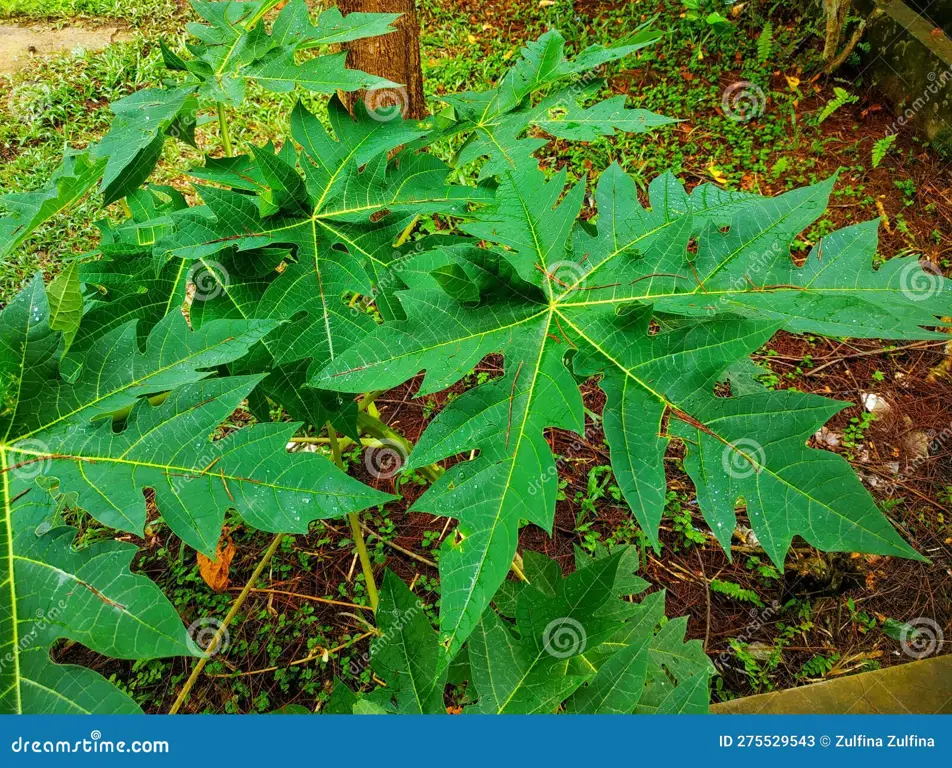 Gambar daun pepaya segar yang siap diolah