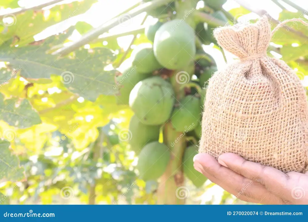 Gambar kebun pepaya yang sehat dan terawat dengan baik