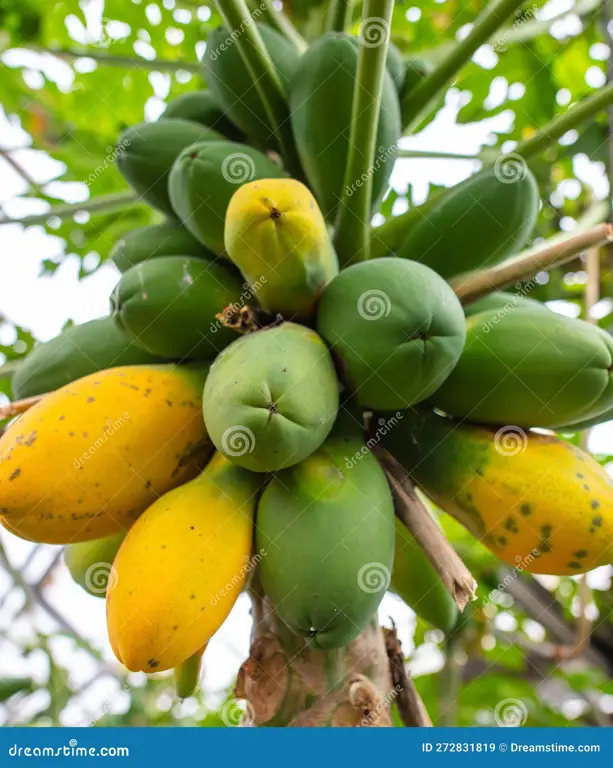 Pohon pepaya yang berbuah lebat