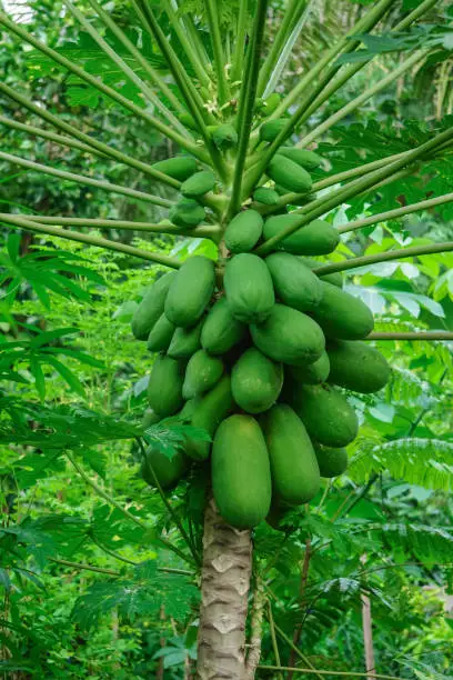 pupuk untuk pepaya agar berbuah lebat