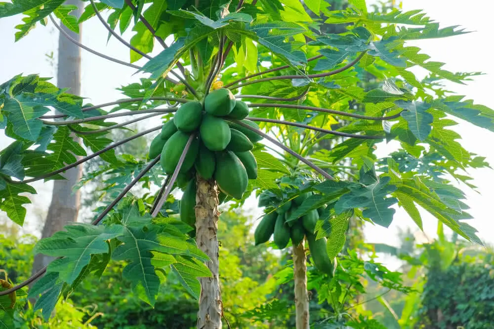 Pohon pepaya yang ditanam dalam pot besar