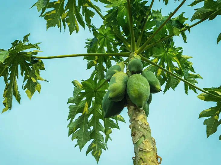 Berbagai jenis daun pepaya