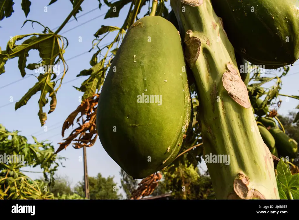 Foto close-up pepaya yang matang, menampilkan tekstur kulit dan dagingnya yang menarik.