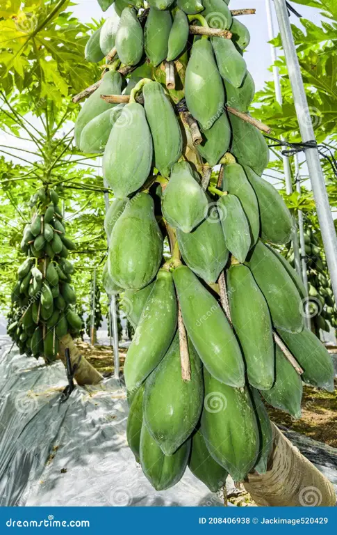 Gambar petani sedang memanen pepaya California yang matang dan berkualitas