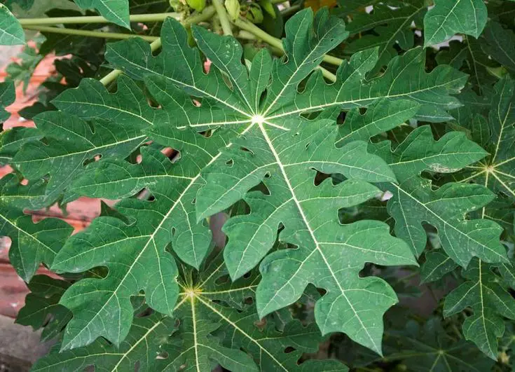 Berbagai cara pengolahan daun pepaya