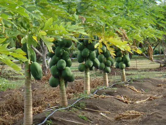 Perkebunan pepaya di musim hujan