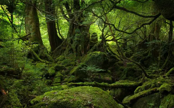 Hutan hijau lebat di sekitar Paya Bakong