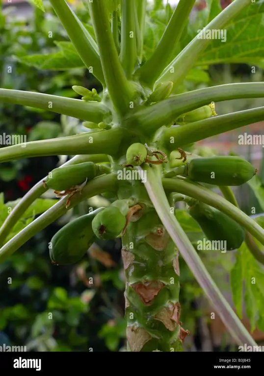 Pohon pepaya dengan bunga jantan dan betina serta buah yang sudah matang