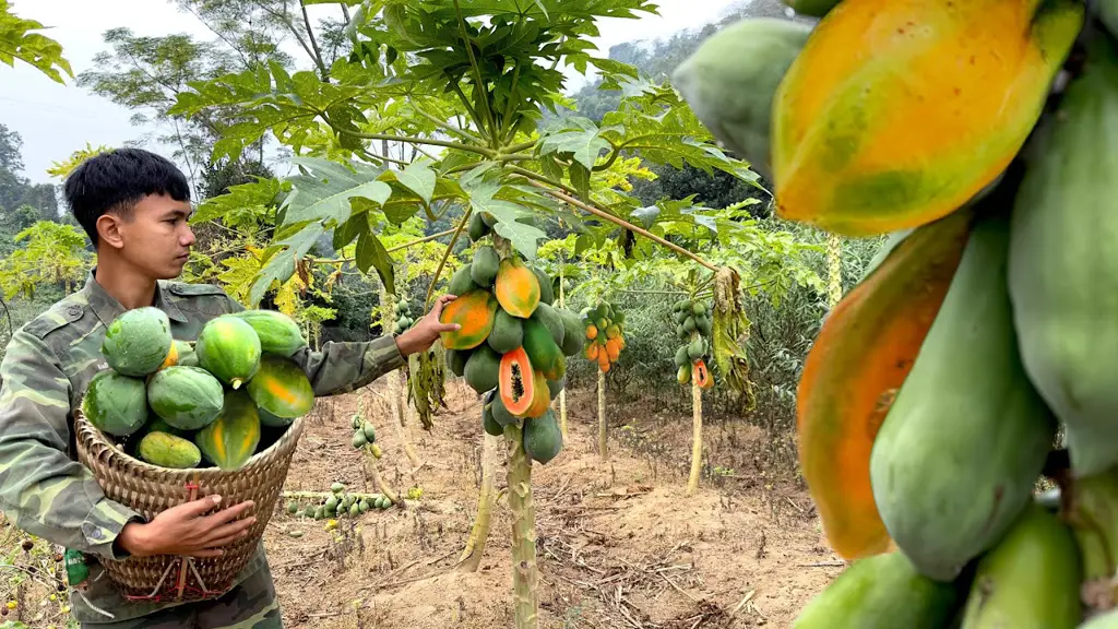 Petani sedang memanen pepaya