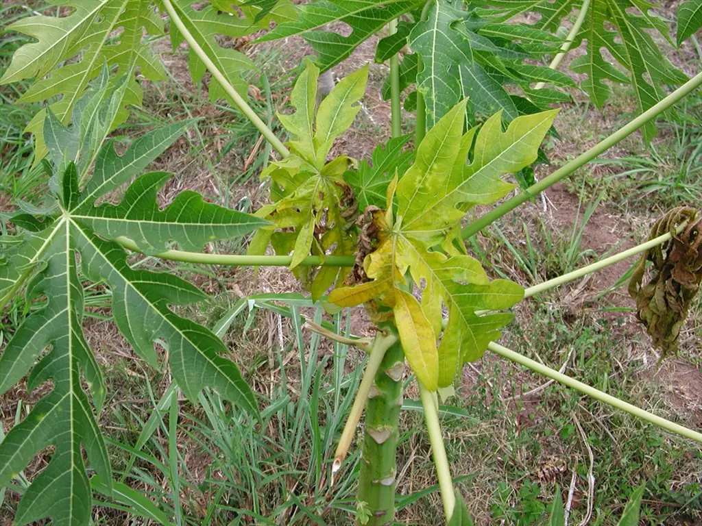 daun pepaya kecil