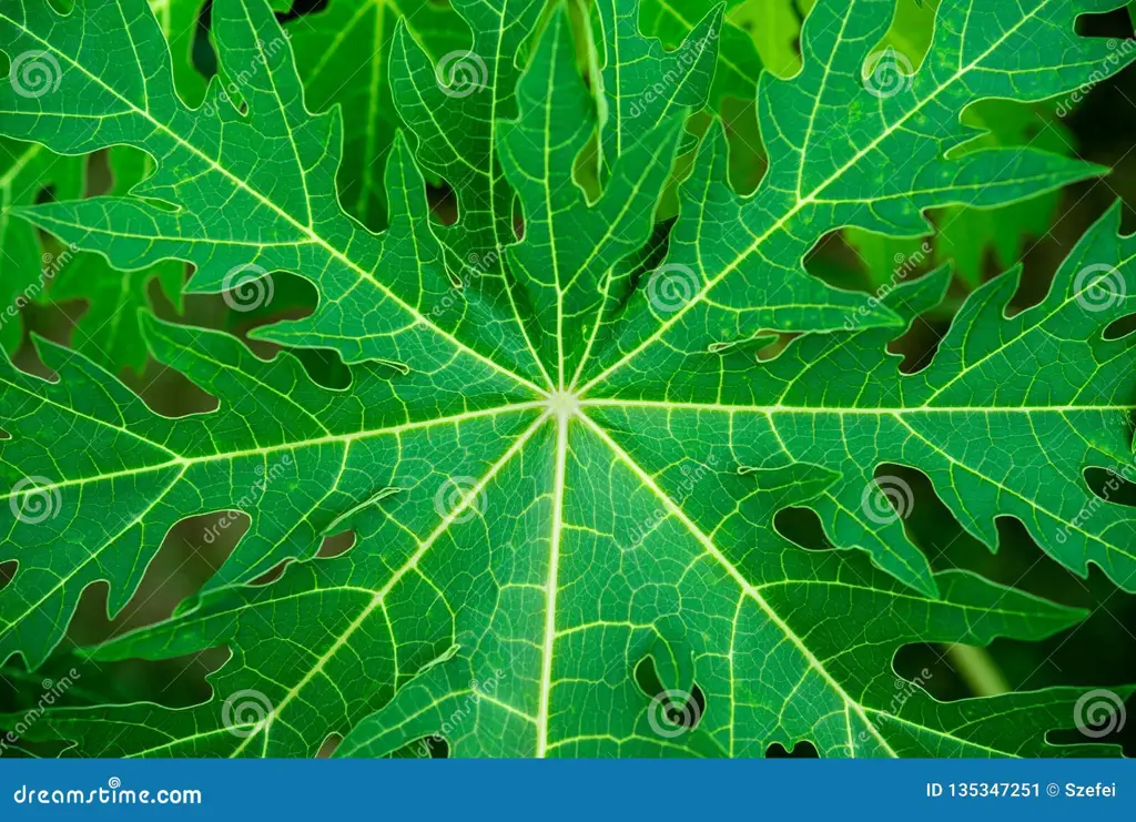 Gambar close up daun pepaya yang menunjukkan detail tekstur dan warna daun.