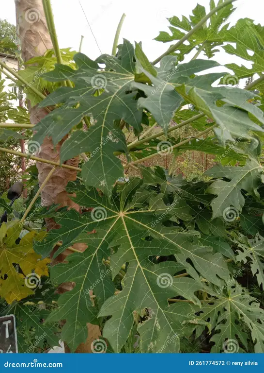 Gambar pohon pepaya dengan daun-daunnya yang rimbun.