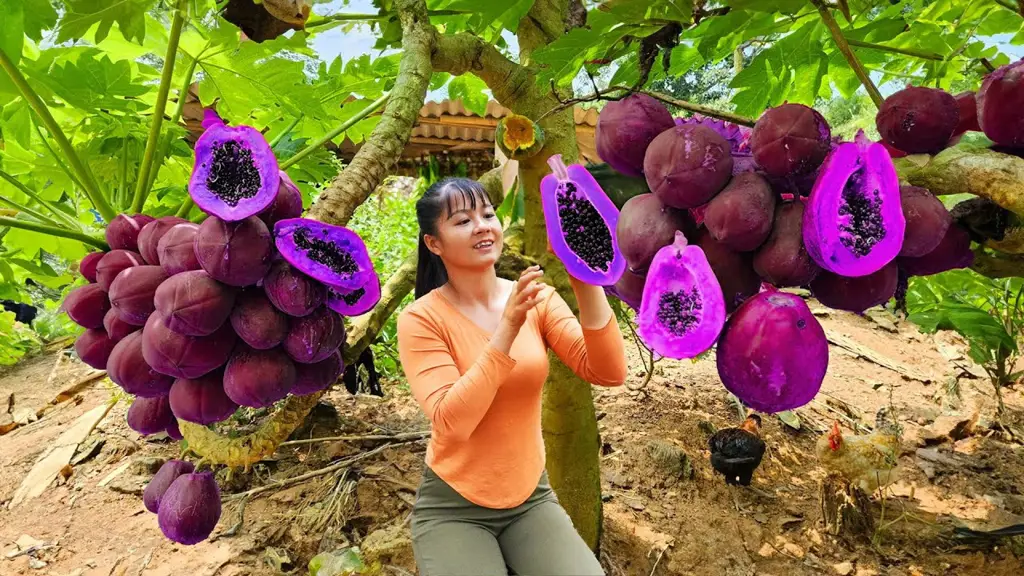 Gambar panen buah pepaya yang melimpah