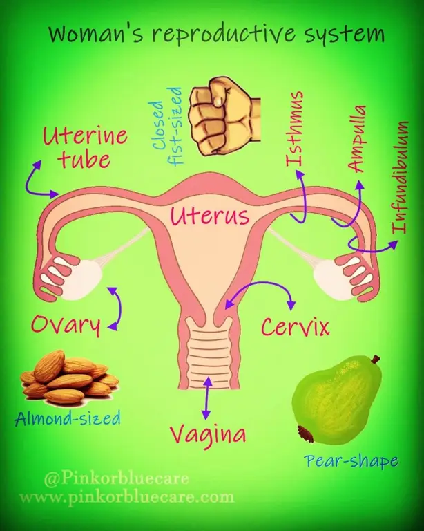 Ilustrasi sistem reproduksi wanita yang sehat