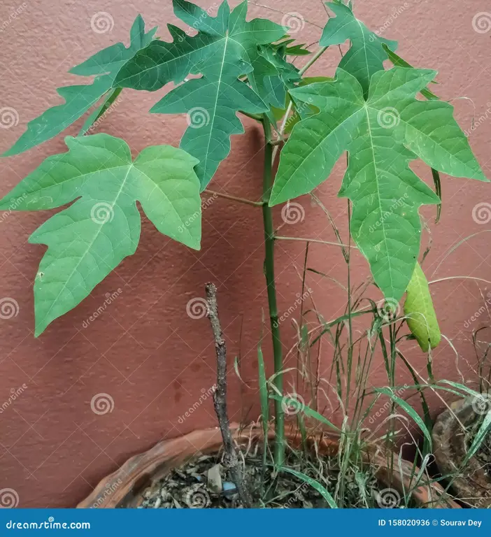 cara menghilangkan rasa pahit pada daun pepaya dan pare