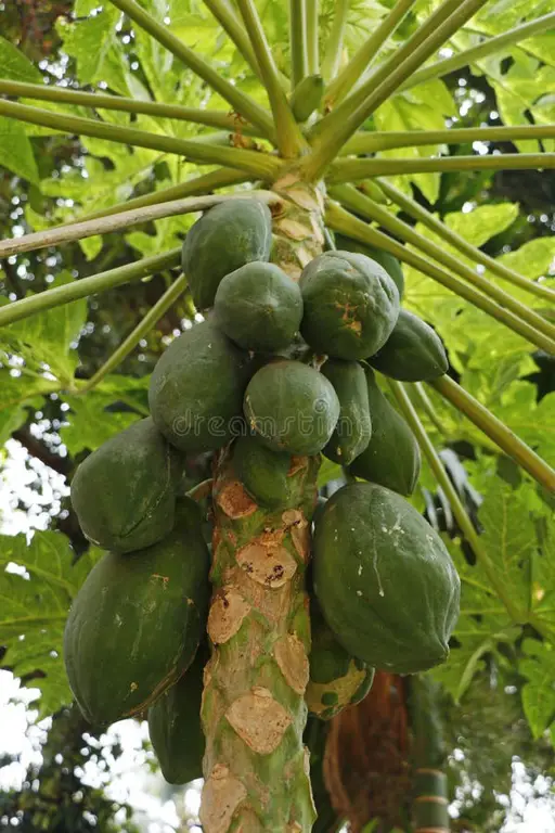 Pohon pepaya yang berbuah lebat